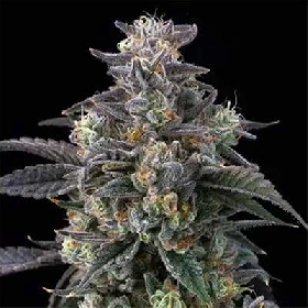 Slurriboof > Elev8 Seeds